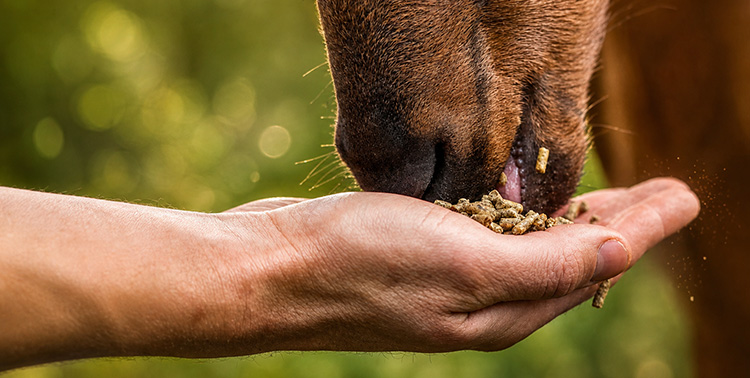 High quality feed for horses