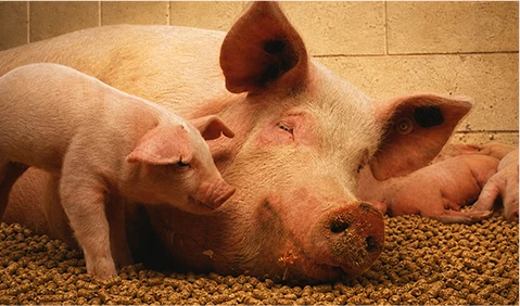 Pig Feed produced by RICHI’s equipment