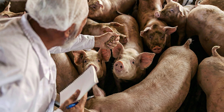 The manager is feeding the pigs