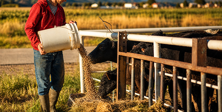 The farmer's daily feeding routine