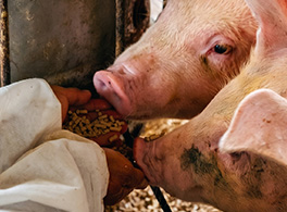 The pig is eating feed