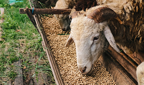 cattle and sheep Feed produced by RICHI‘s equipment
