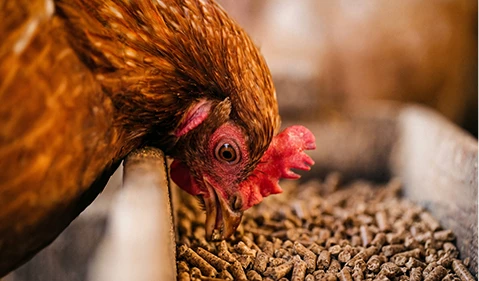 chicken feed produced by RICHI‘s equipment