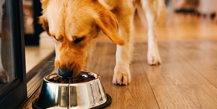 dog food in Extruder Machine web
