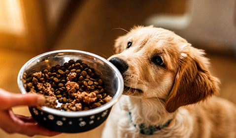 dog food produced by RICHI’s equipment