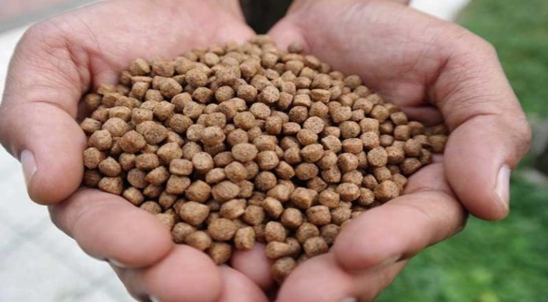 fish feed pellets 768x480