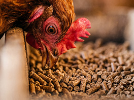 pienso para pollos en la web del proyecto