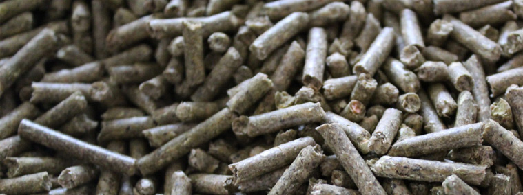Producción de pellets de estiércol animal en la web sobre estiércol
