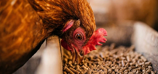 Aliments pour poulets sur le site Web « Feed Pellet »
