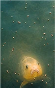 Fish Feed in Service web