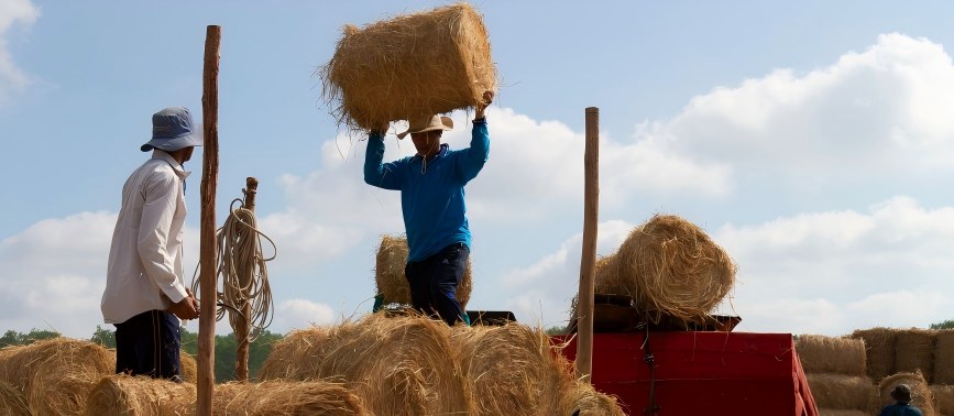 Forage & Straw Utilization Feed Bases