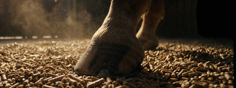 Loose animal bedding particles in home page