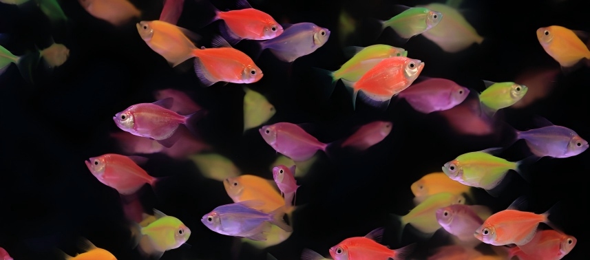 Pienso para la industria de los peces ornamentales en red flotante