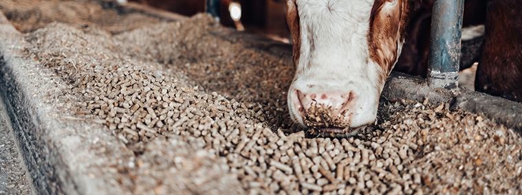the cow is eating the feed in home page