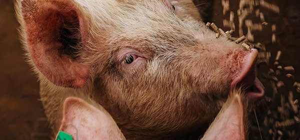 aliments pour porcs sur le site d'une usine de granulés alimentaires