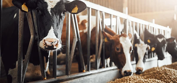 Alimentation bovine sur le site Web « Feed Pellet »