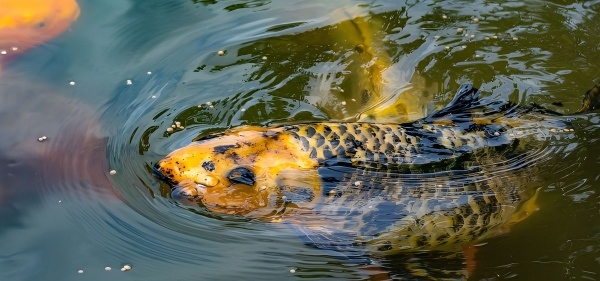 Alimentation pour poissons sur le site Web consacré aux granulés alimentaires