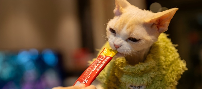 «Meow Food» на сайте по производству корма для собак