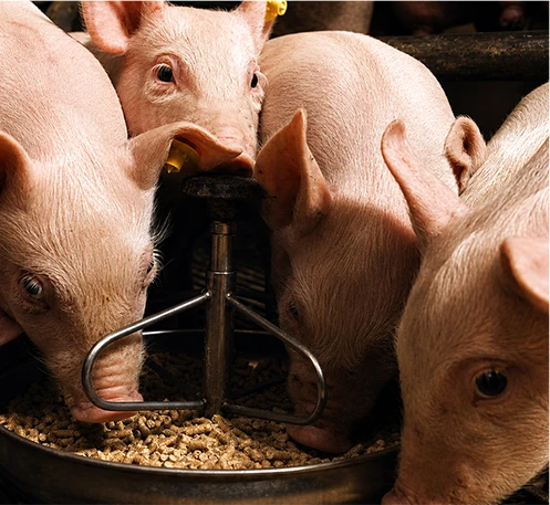 Aliments pour porcs sur le site Web « Feed Pellet »