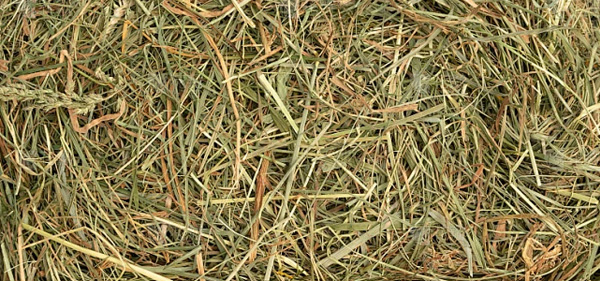 Grass in Biomass pellet mill