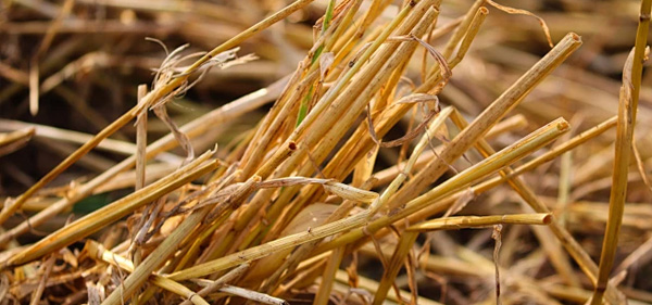 straw pellet in biomass pellet mill web