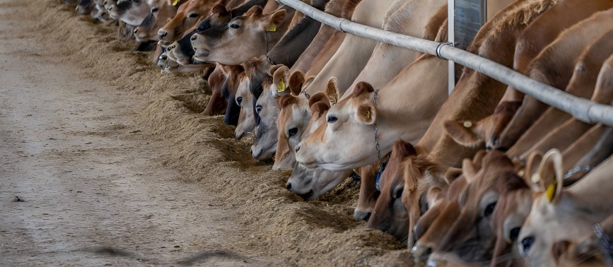 Livestock Supplementary Roughage in straw pellet mill page