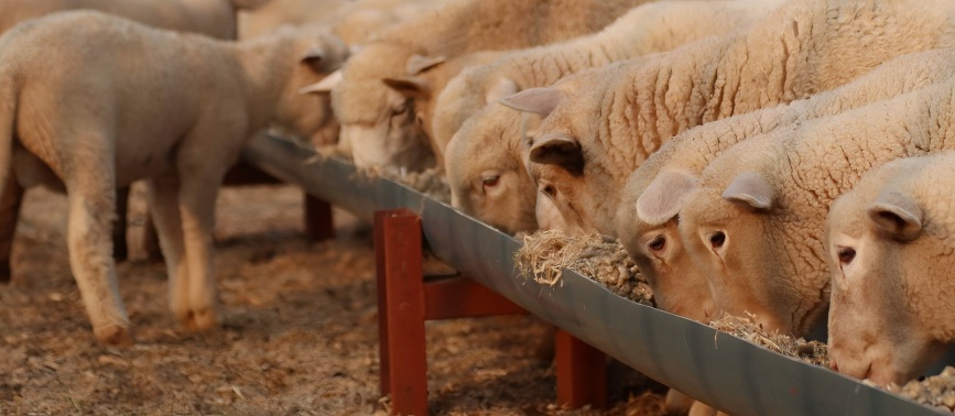 ruminant feed mills in livestock pellet mill page
